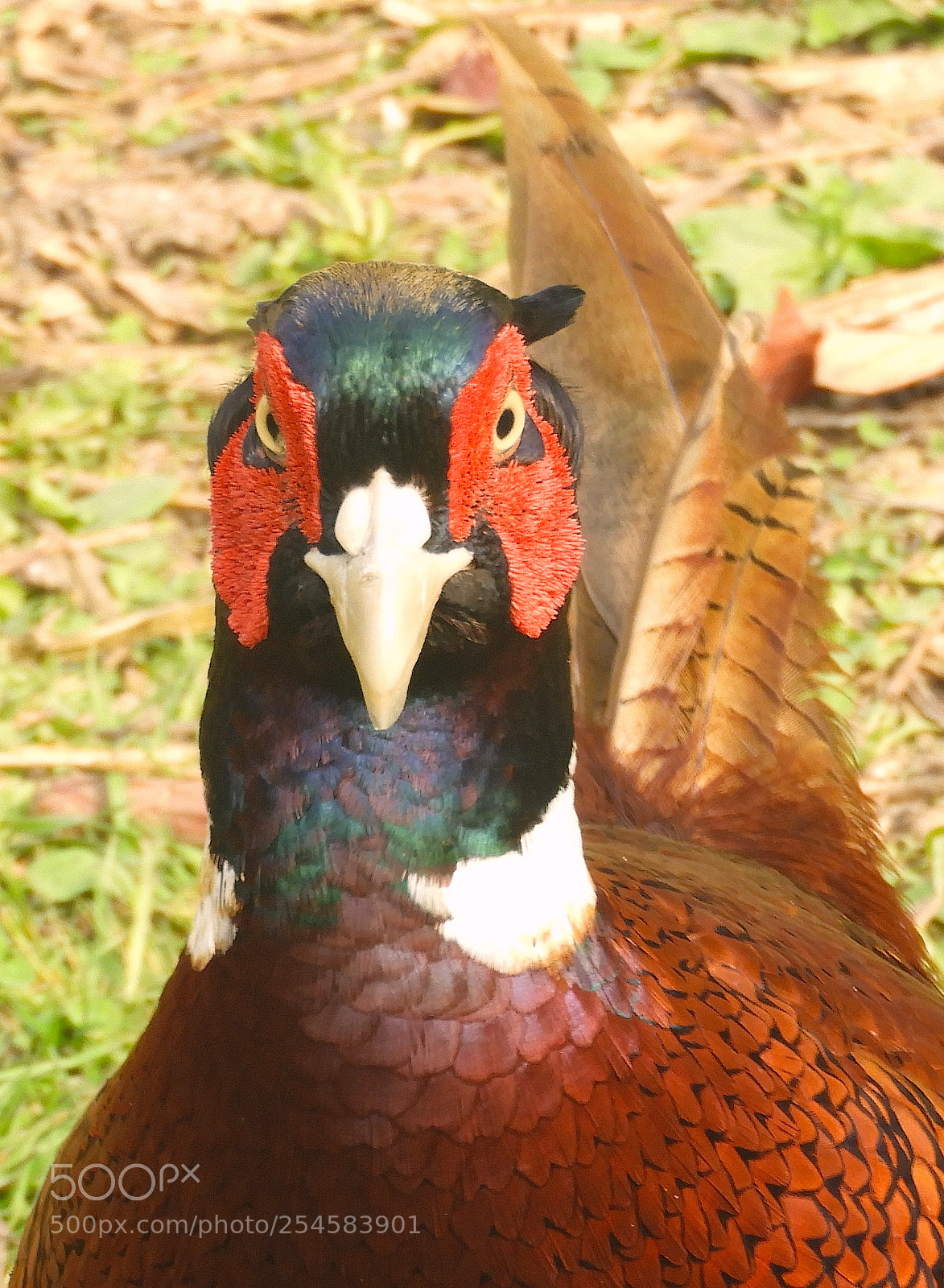 Nikon Coolpix B700 sample photo. Cock pheasant photography