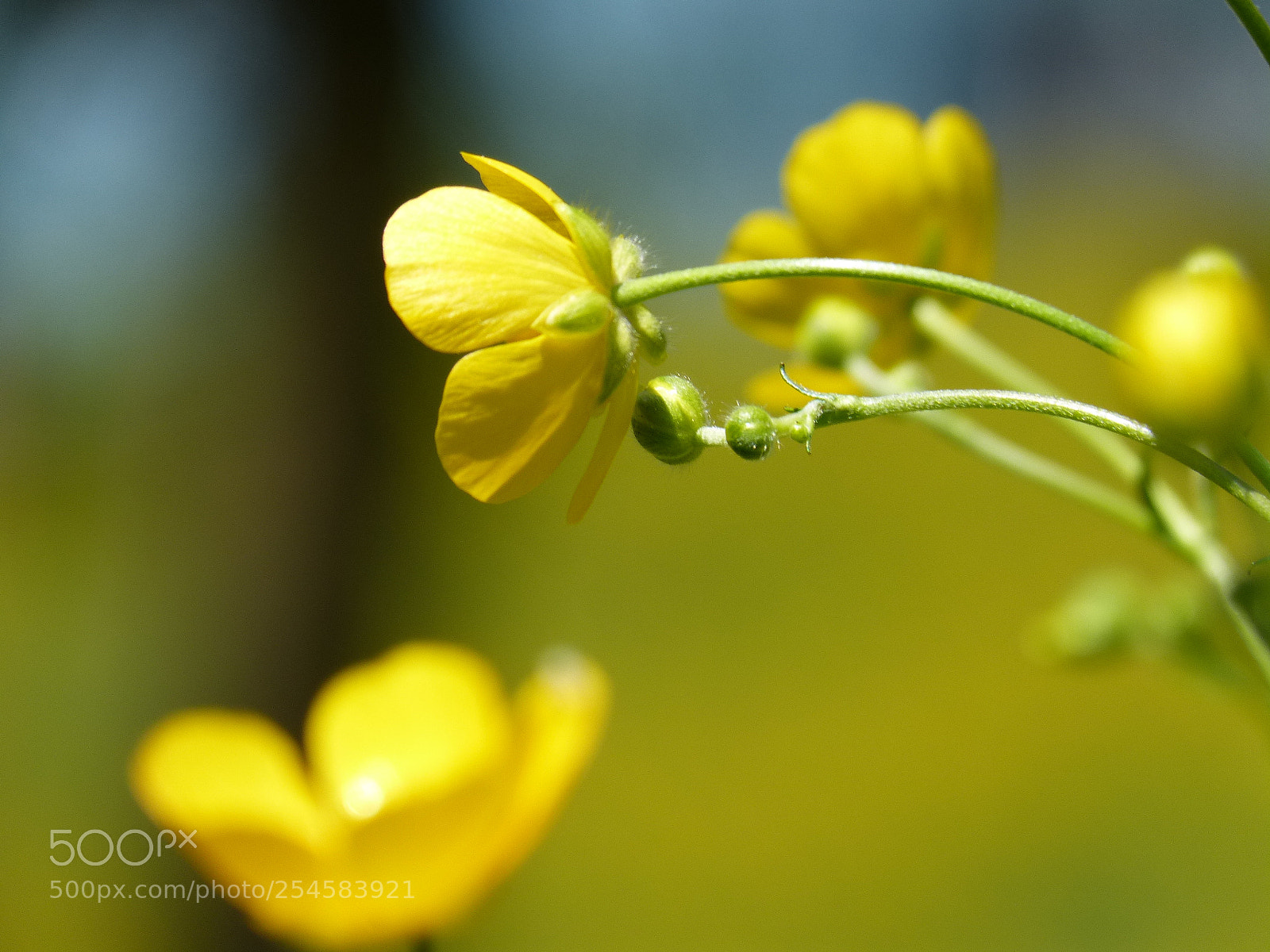 Panasonic DMC-FZ62 sample photo. Springflower - buttercup photography
