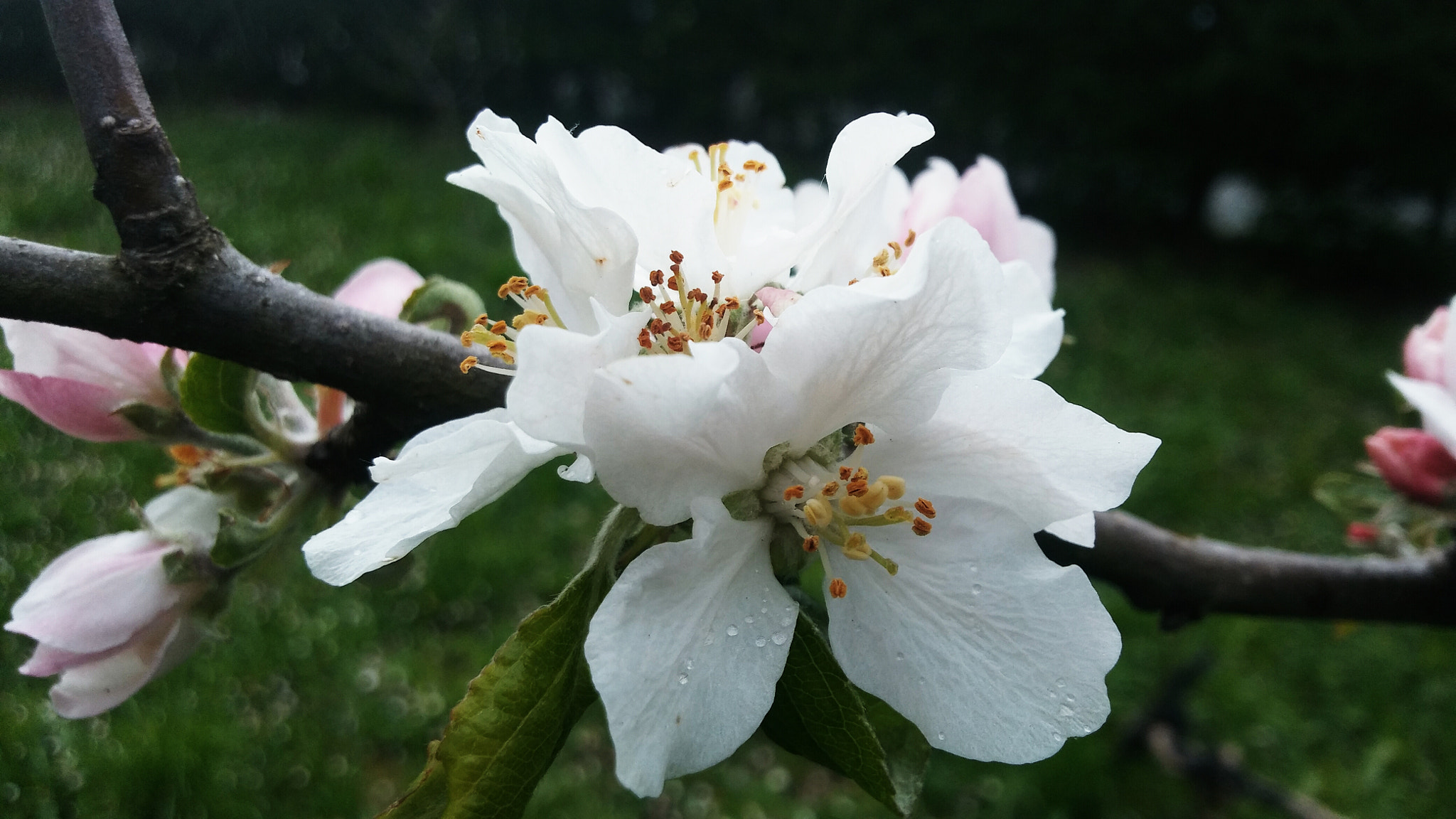 LG K10 sample photo. Apple blossom photography