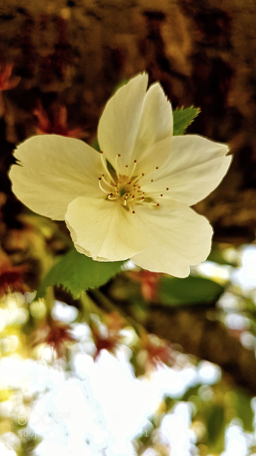 Samsung Galaxy S7 sample photo. Kirschblüte photography