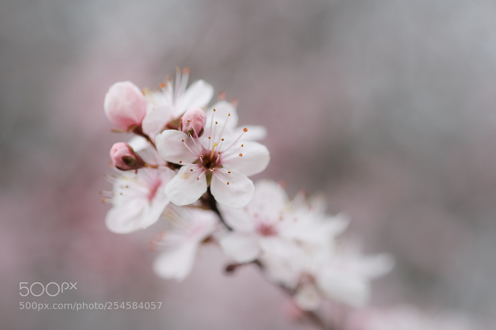 Fujifilm X-Pro2 sample photo. Le printemps photography