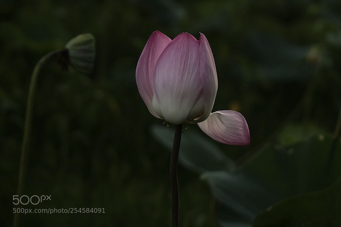 Nikon D810 sample photo. Lotus photography