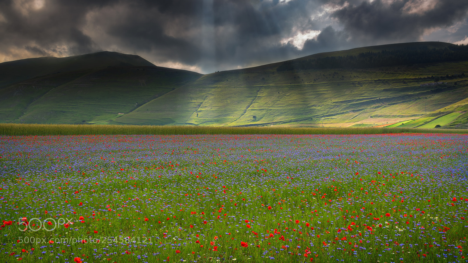 Nikon D810 sample photo. Flowering in the dark photography