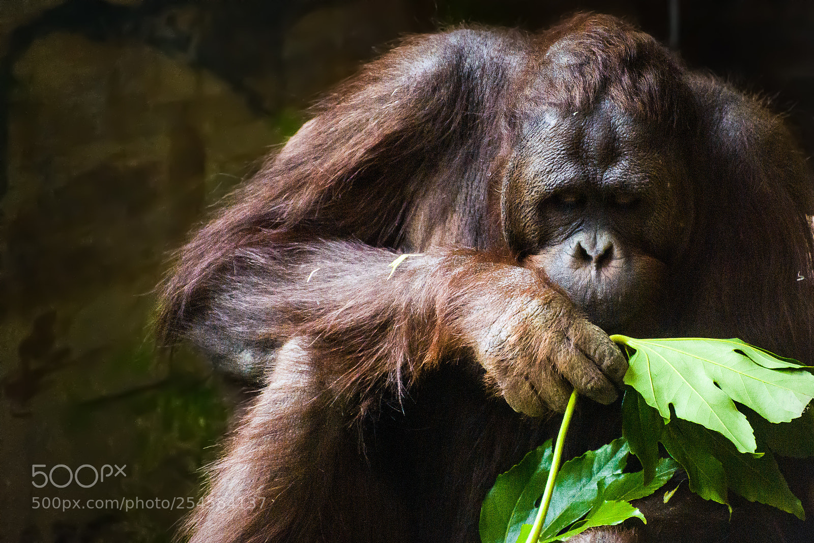 Nikon D800 sample photo. Inji the orangutan photography