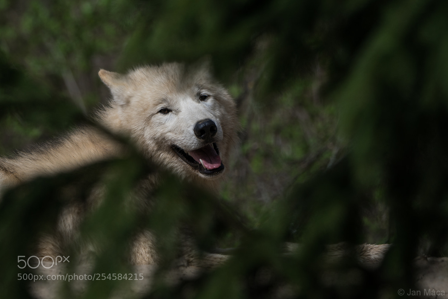 Sony ILCA-77M2 sample photo. Arctic wolf photography