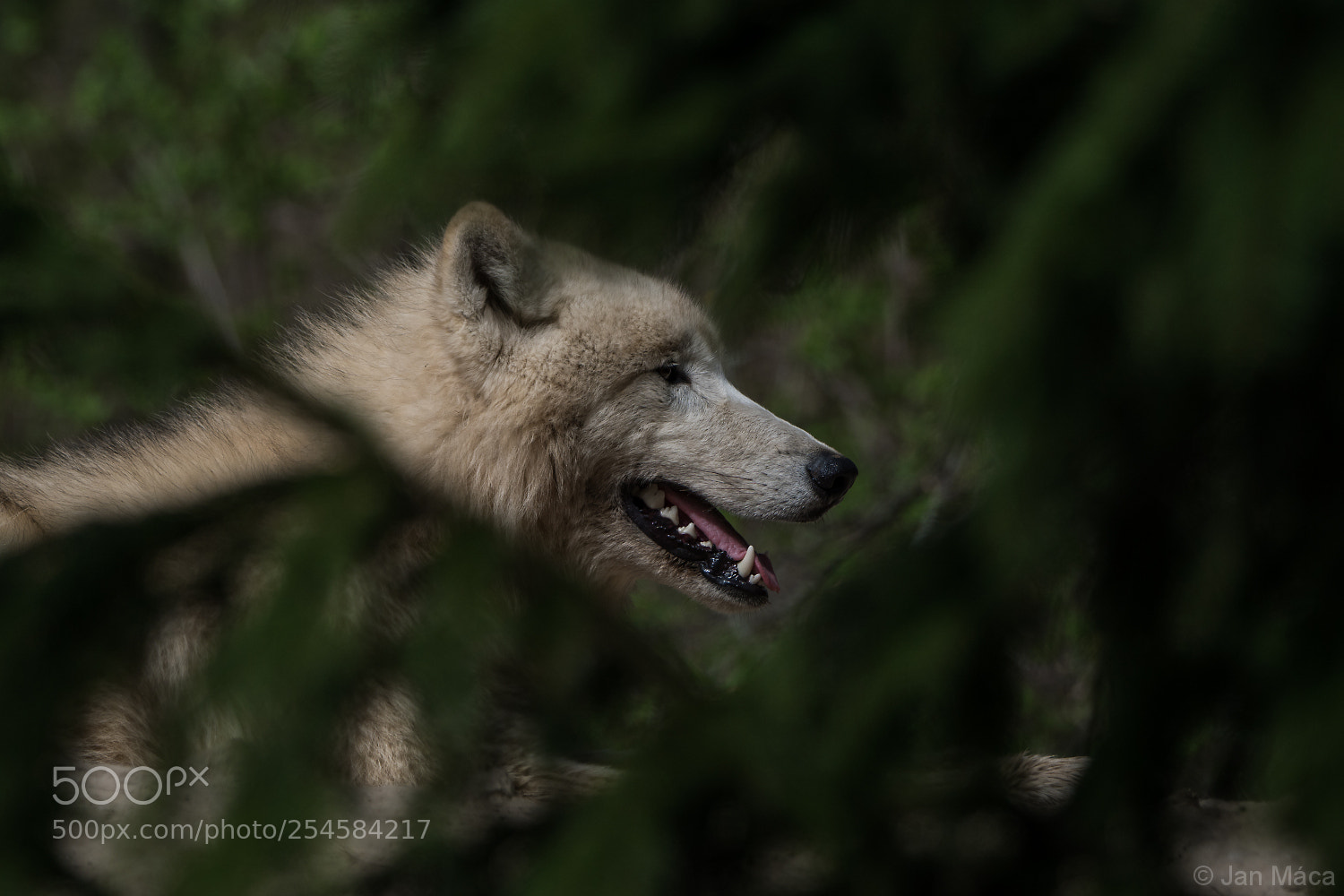 Sony ILCA-77M2 sample photo. Arctic wolf photography