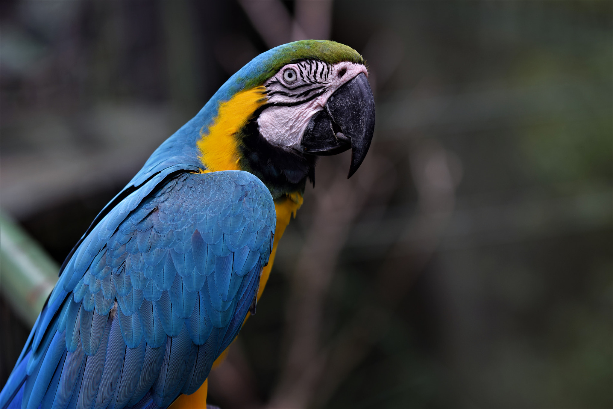 Nikon D3300 sample photo. A beautiful parrot photography