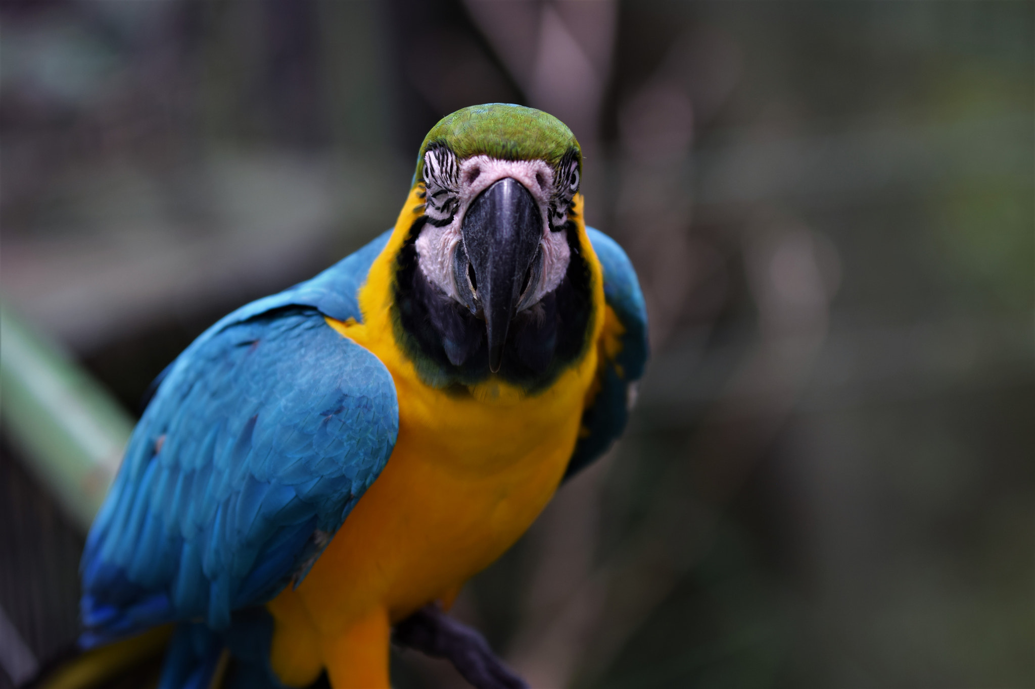 Nikon D3300 sample photo. A beautiful parrot photography