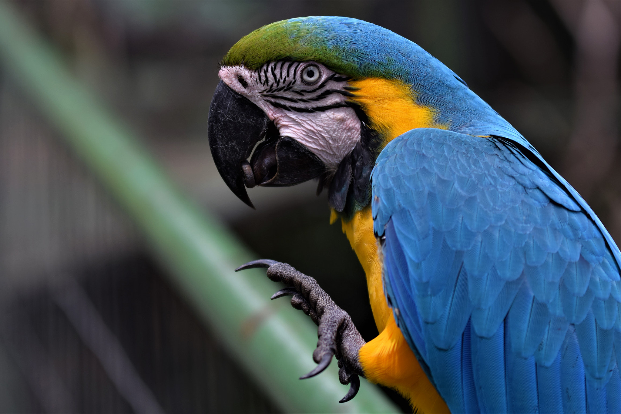 Nikon D3300 sample photo. A beautiful parrot photography