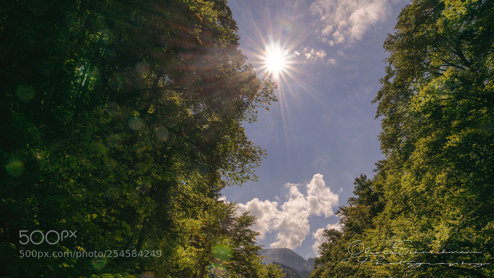 Nikon D800 sample photo. Forestrays photography