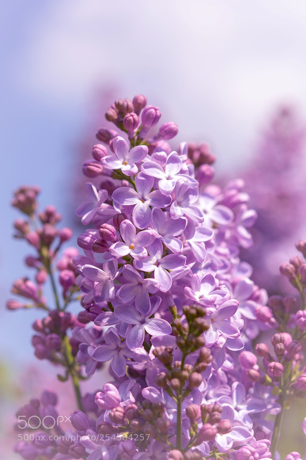Nikon D5200 sample photo. Lilac photography