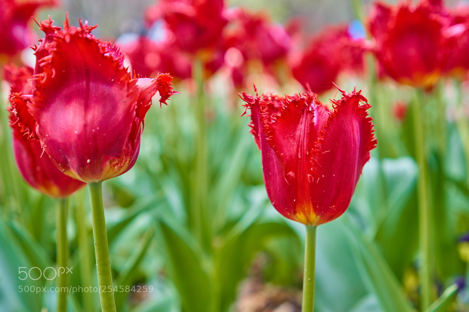 Sony a6000 sample photo. Flowers photography