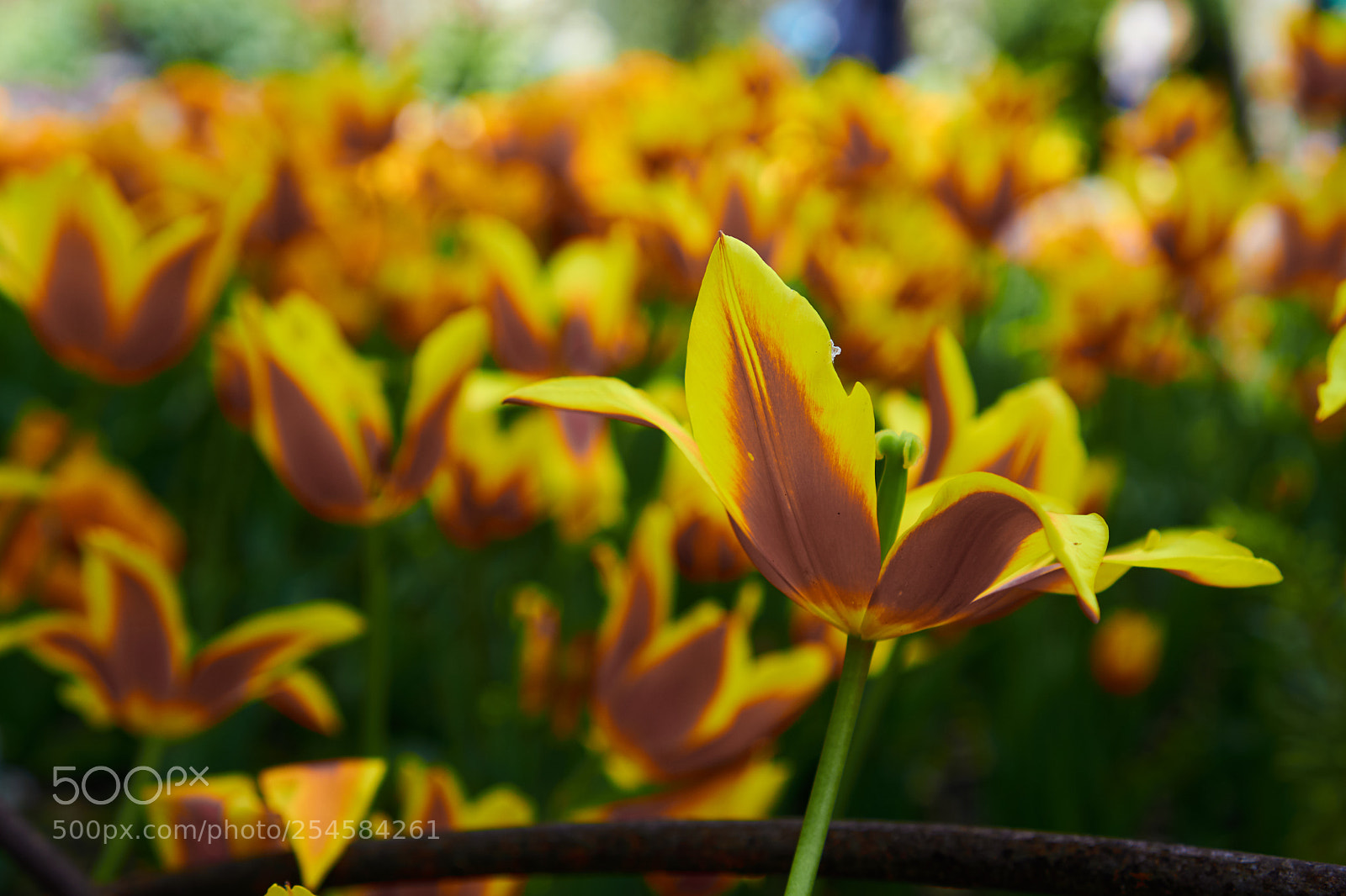 Sony a6000 sample photo. Flowers photography