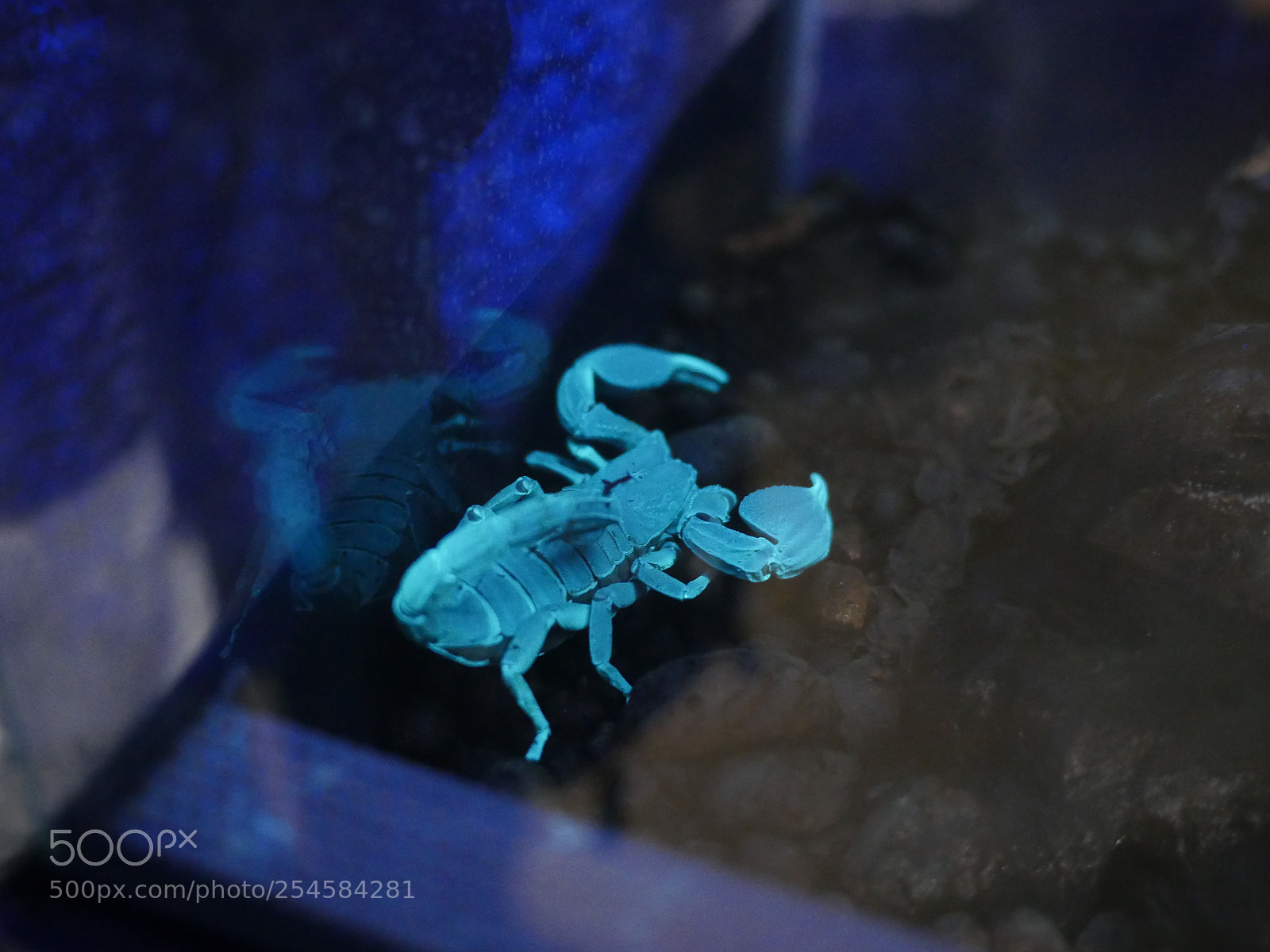 Panasonic Lumix DMC-GH4 sample photo. Fluo scorpion photography