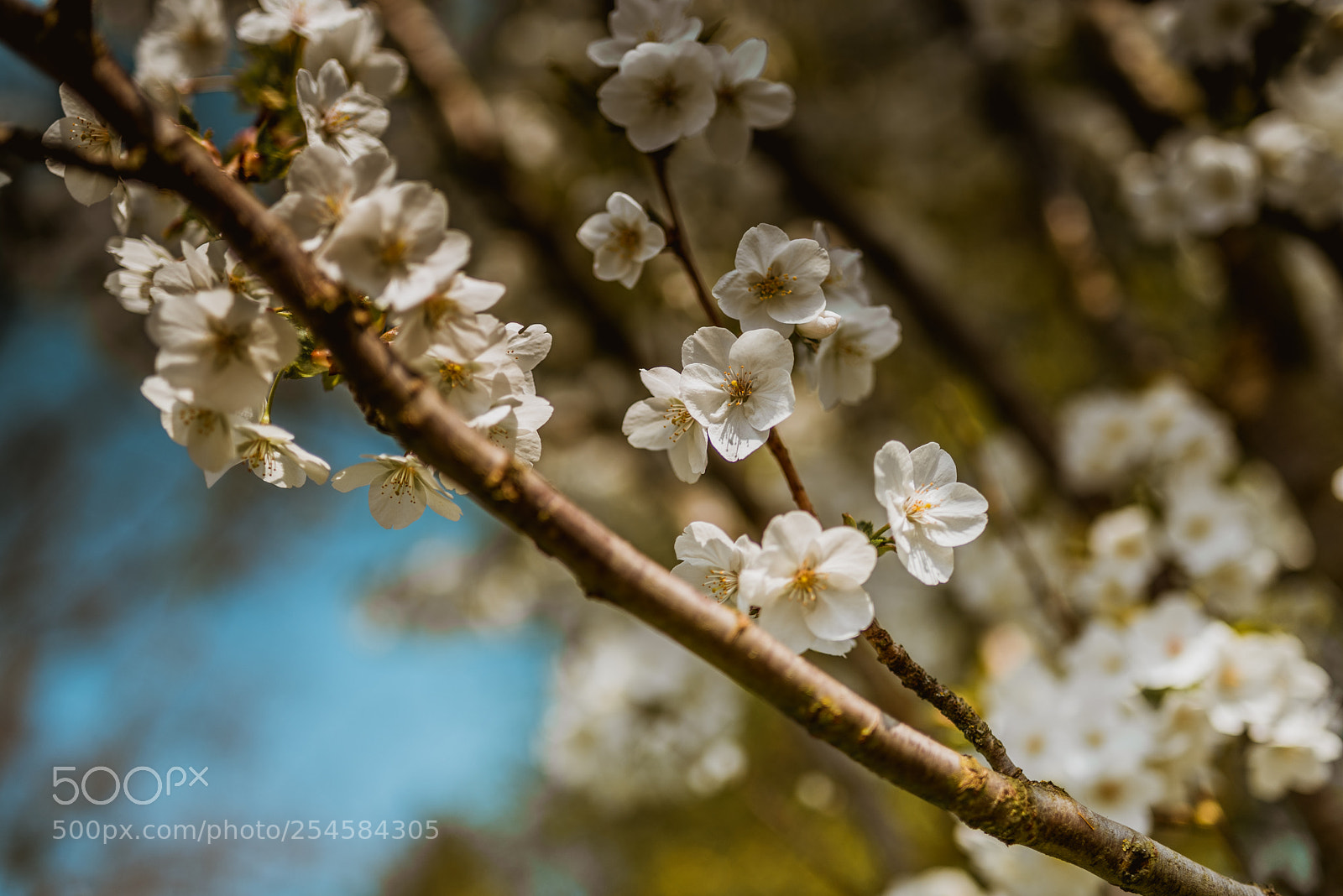 Nikon D750 sample photo. Spring flowers photography
