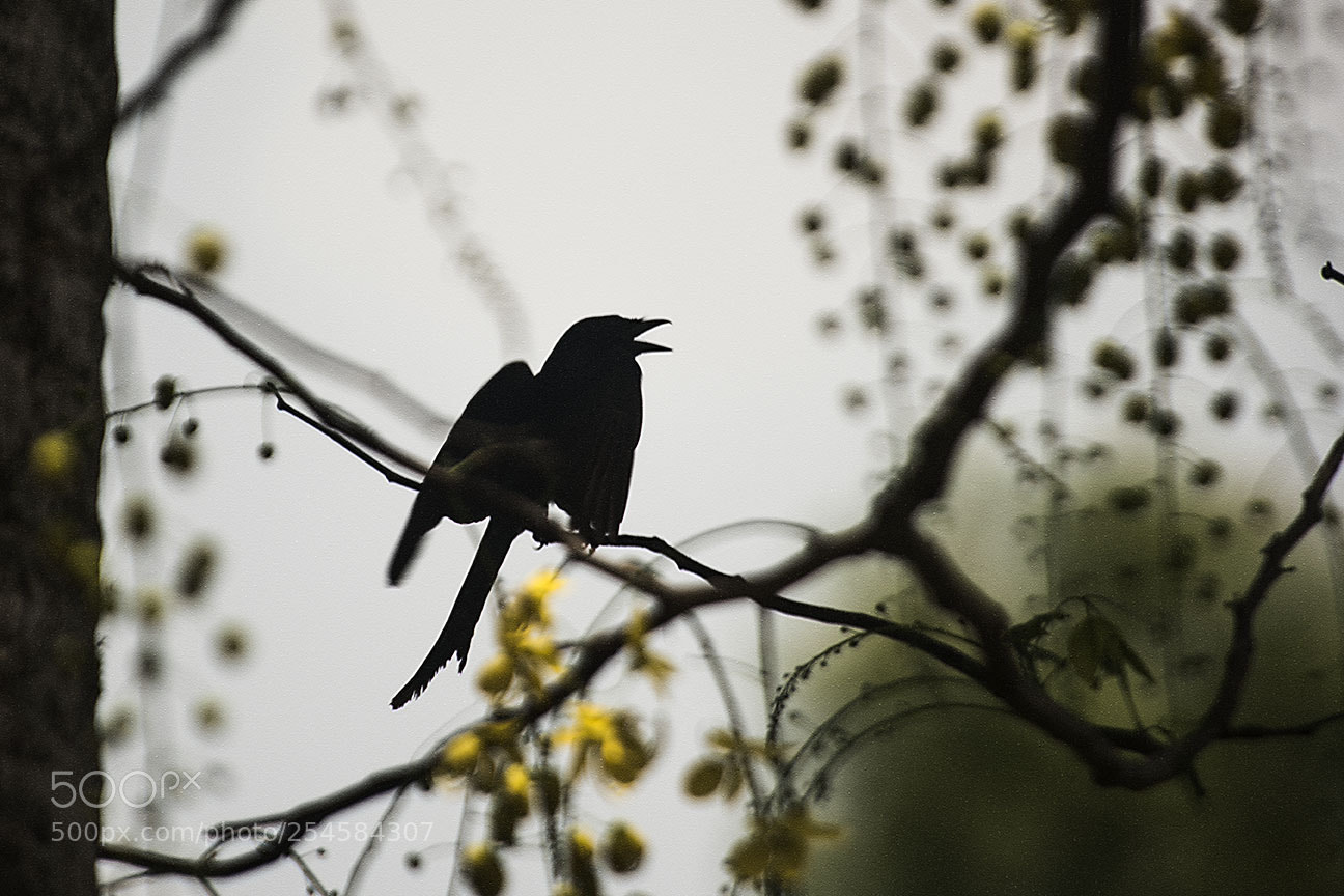 Nikon D810 sample photo. Drongo photography