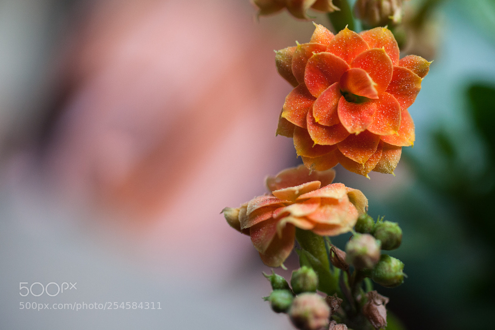 Canon EOS 5D Mark II sample photo. Mini flower photography