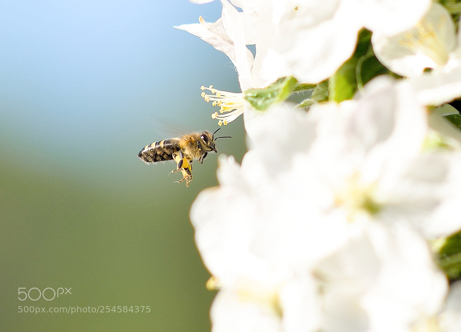 Nikon D610 sample photo. Landing photography