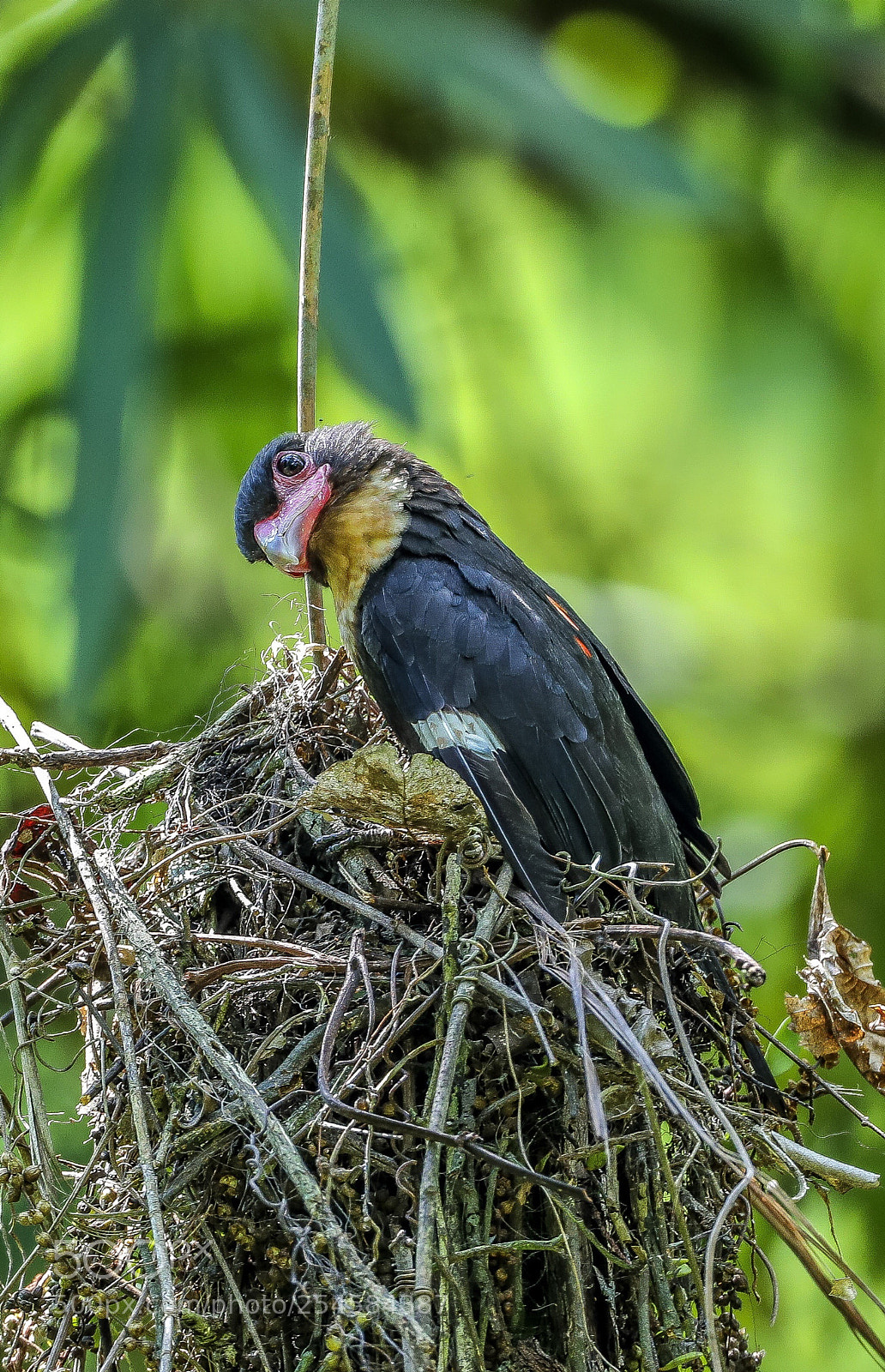 Canon EOS-1D X Mark II sample photo. Dusky broadbill @thailand.  photography