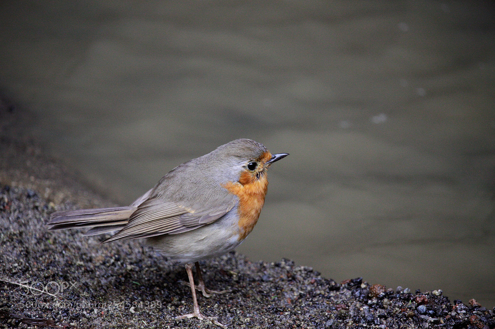 Canon EOS 50D sample photo. European robin photography