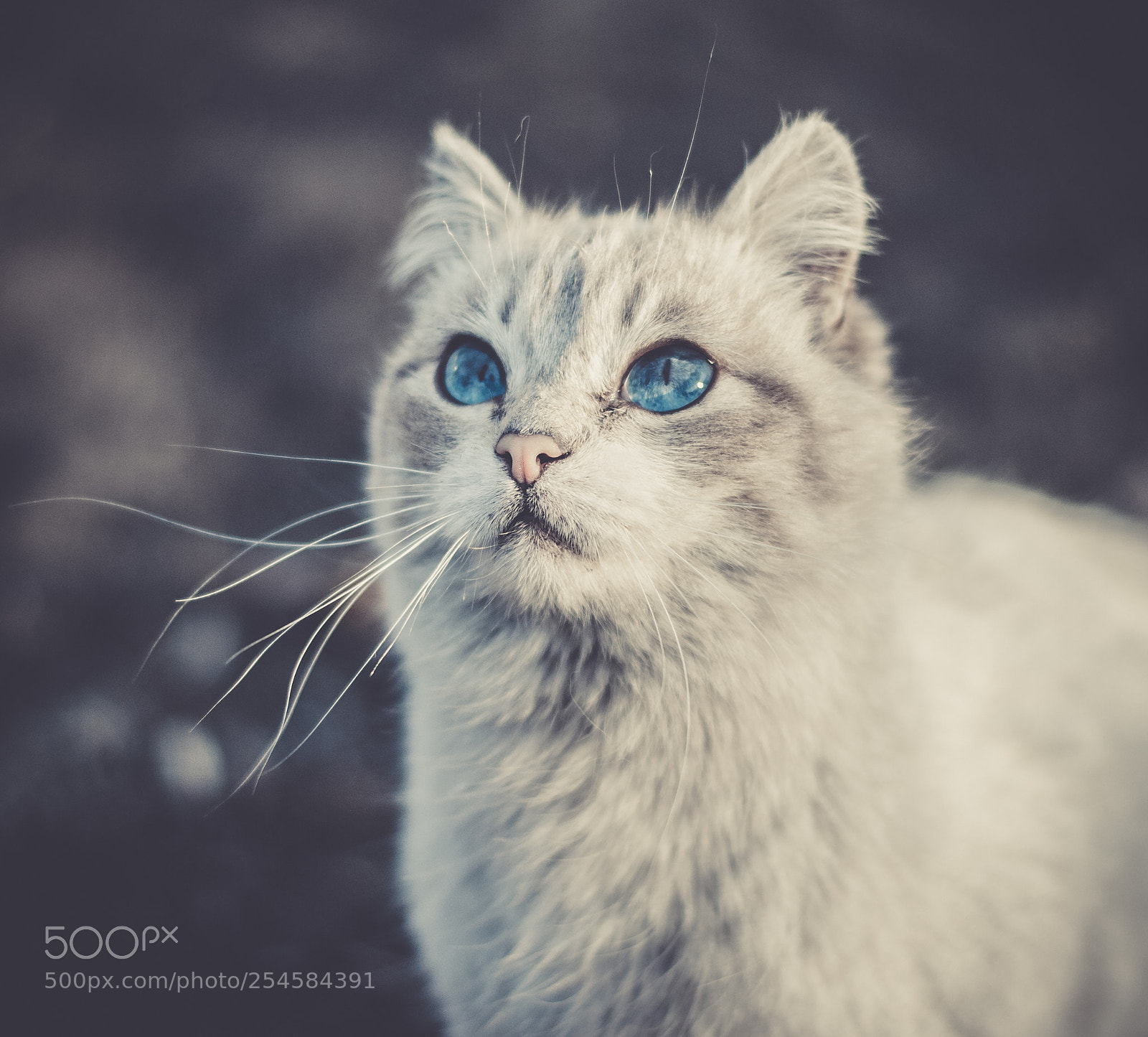 Nikon D3000 sample photo. White cat photography