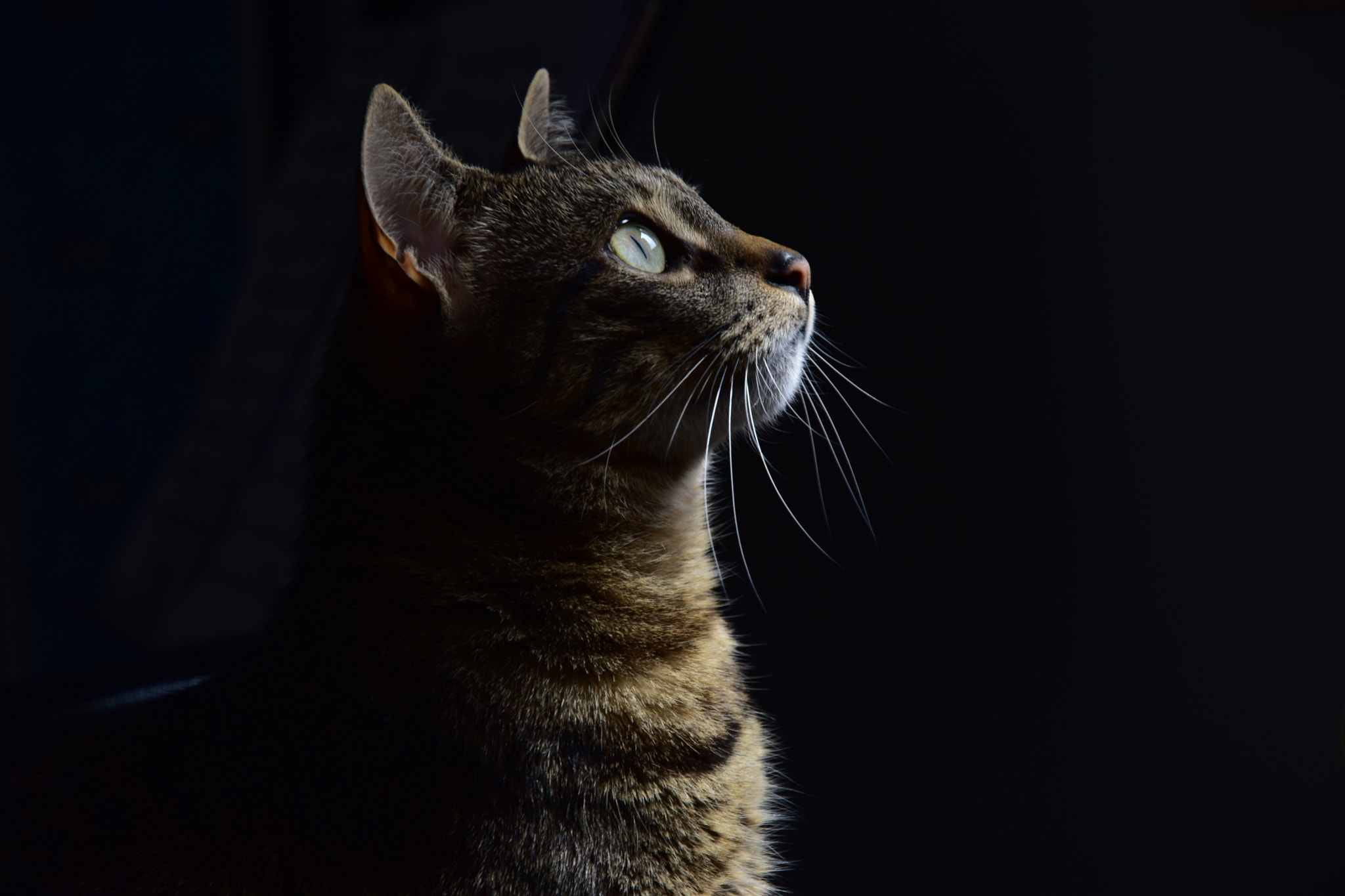 Nikon D5500 sample photo. Miradas photography