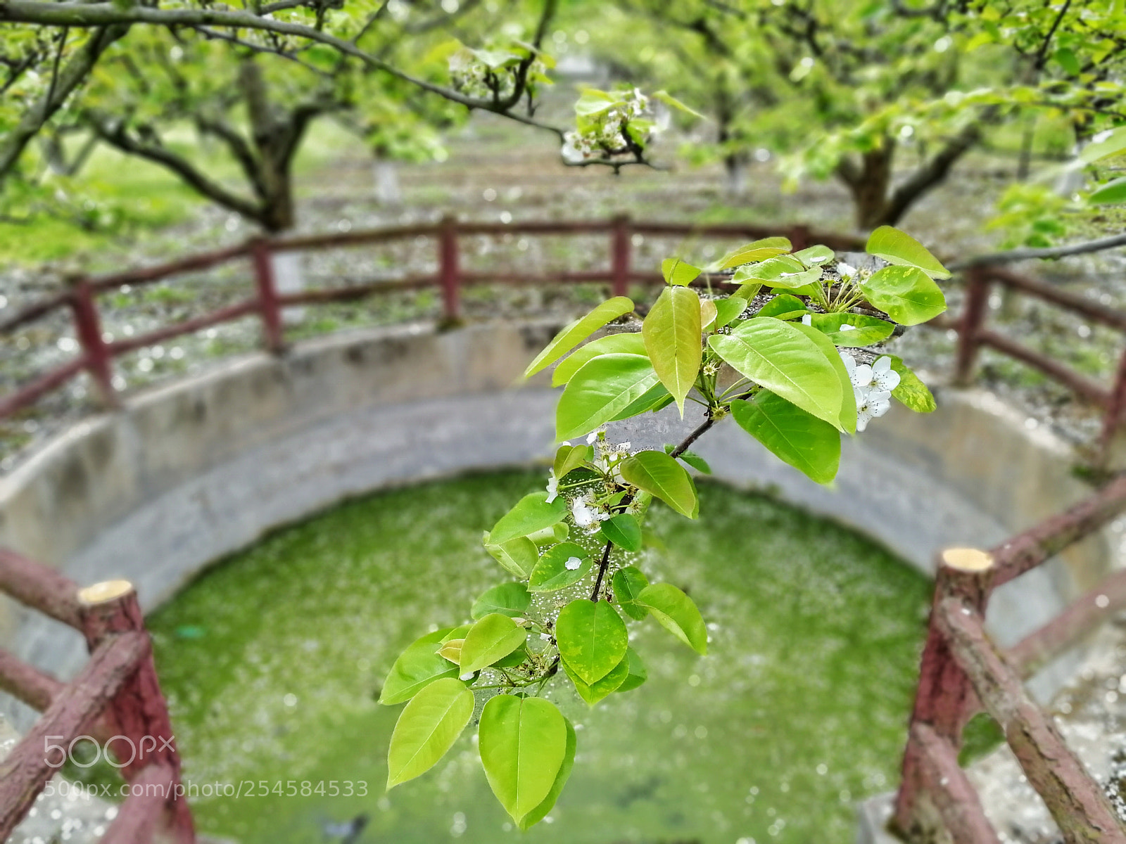 HUAWEI Honor 9 sample photo. Blooming photography