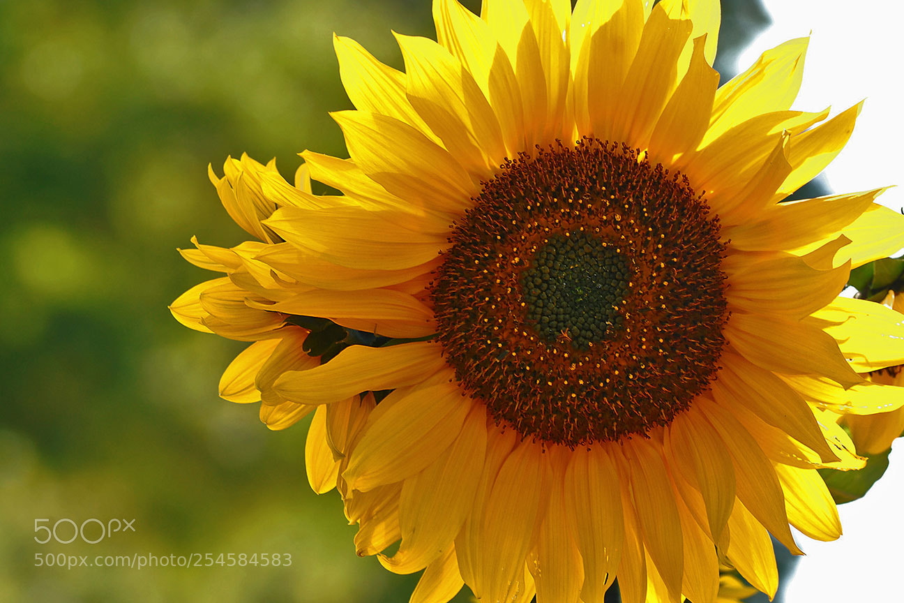 Nikon D80 sample photo. Sun flower photography