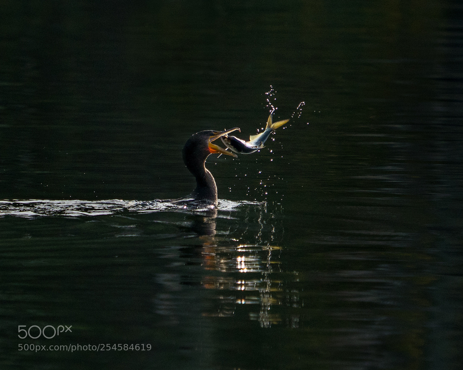 Sony a9 sample photo. Fishing cormorant photography