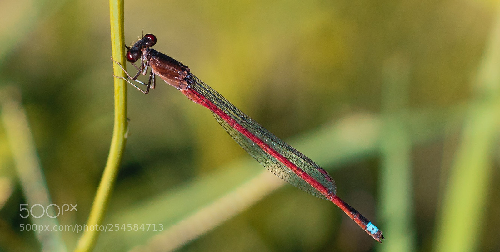 Canon EOS 750D (EOS Rebel T6i / EOS Kiss X8i) sample photo. Appreciating this beautiful dragonfly photography