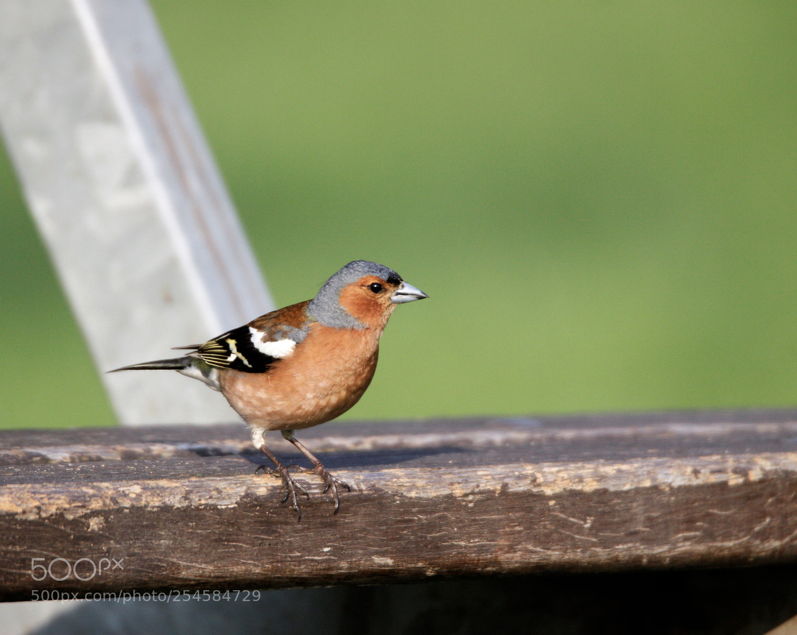 Canon EOS 50D sample photo. Chaffinch photography