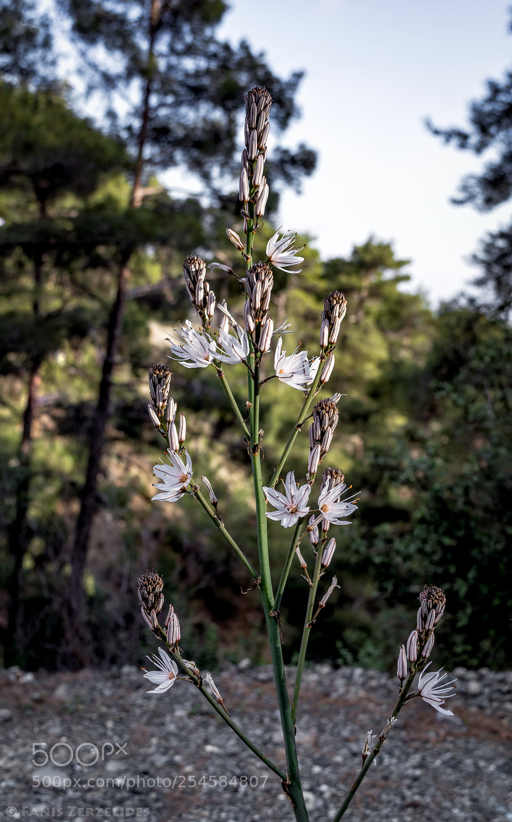 Nikon D5200 sample photo. Asphodelus ramosus photography