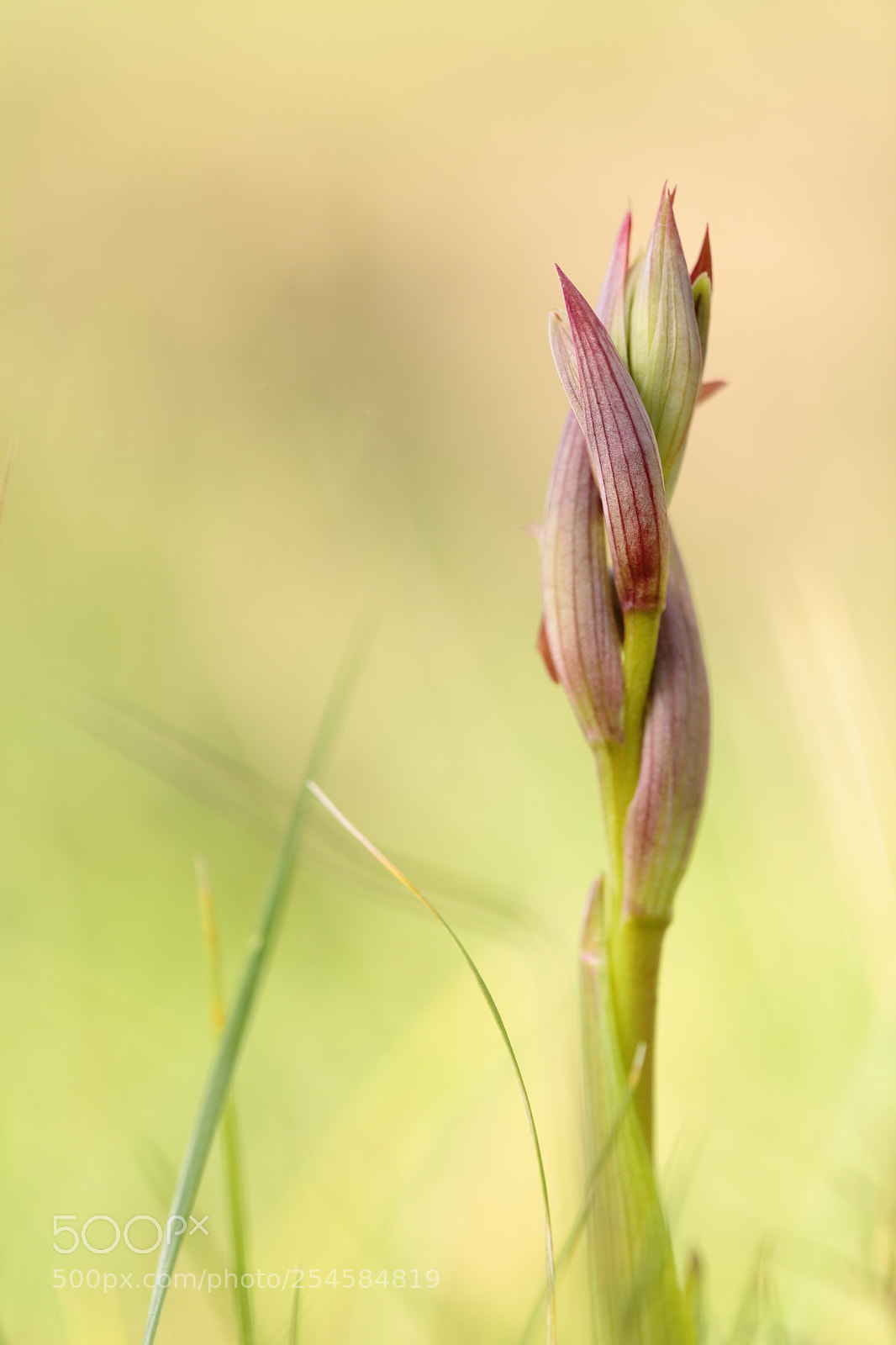 Canon EOS 5D Mark II sample photo. Orchid's time photography