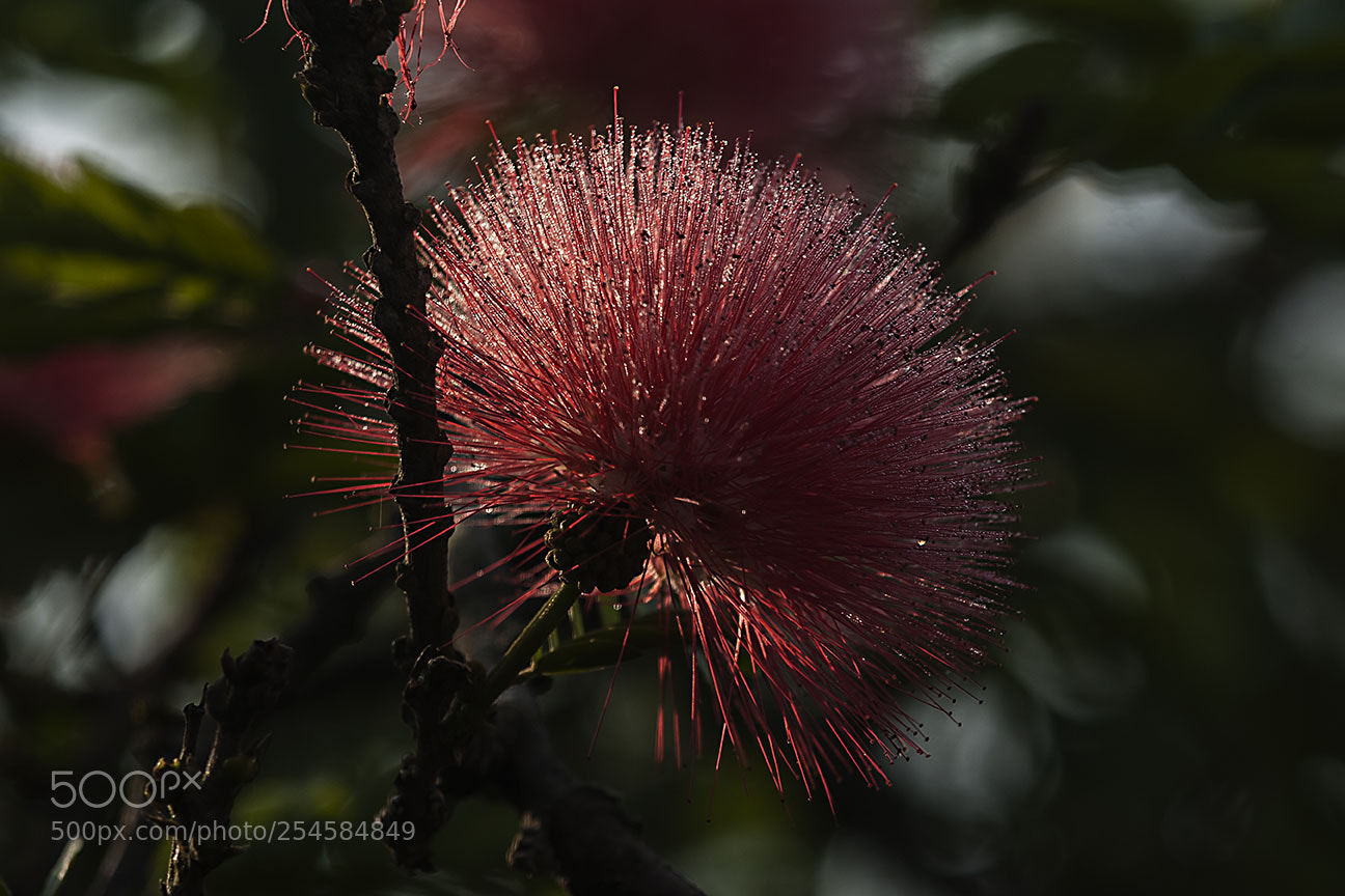 Nikon D80 sample photo. Flower photography