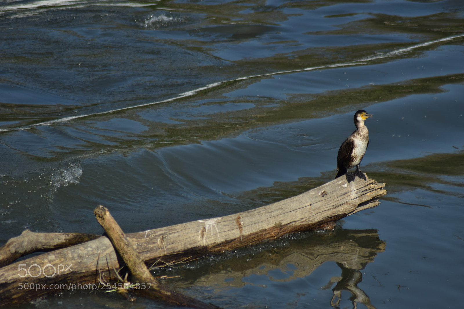 Nikon D5300 sample photo. River, wood photography