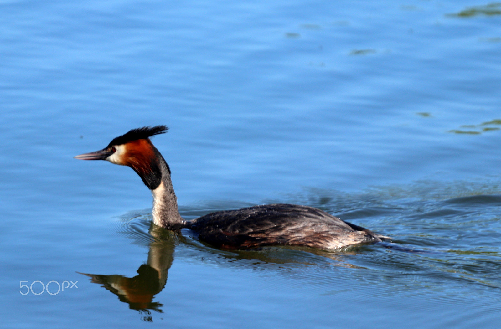 Canon EOS 77D (EOS 9000D / EOS 770D) + Canon EF 70-200mm F4L USM sample photo. Double head photography