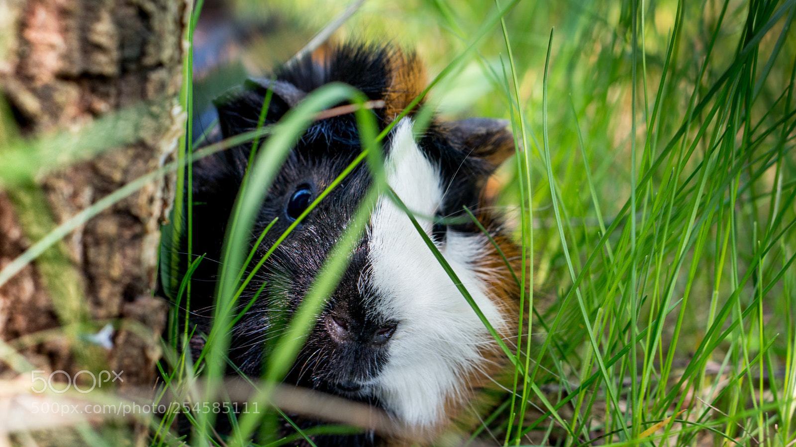 Sony a6300 sample photo. Guinea pigs photography