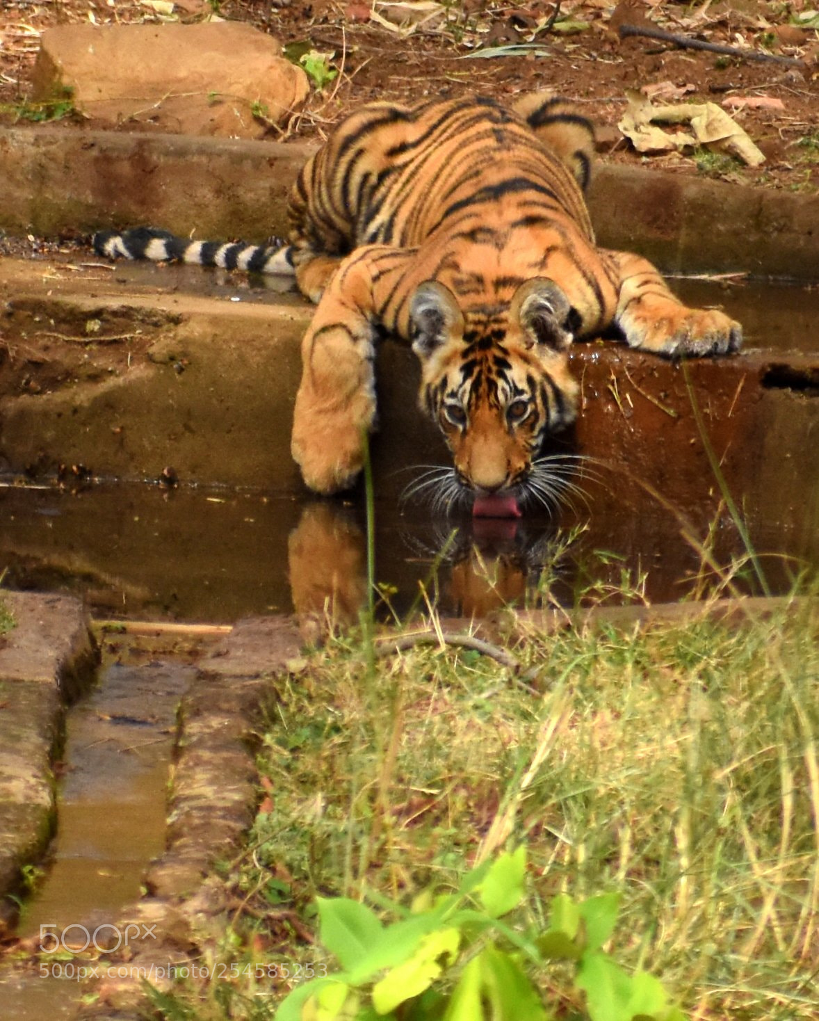 Nikon D7200 sample photo. Cub photography