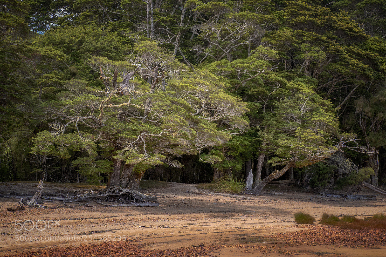 Pentax K-1 sample photo. Lakeside trees ii photography