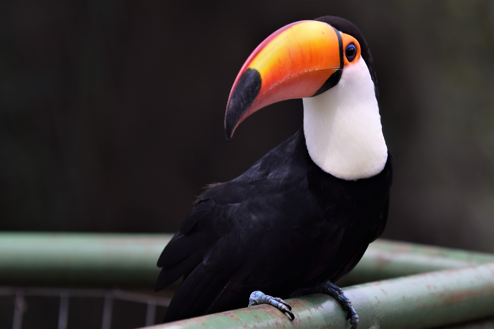 Nikon D3300 sample photo. A colorful toucan photography