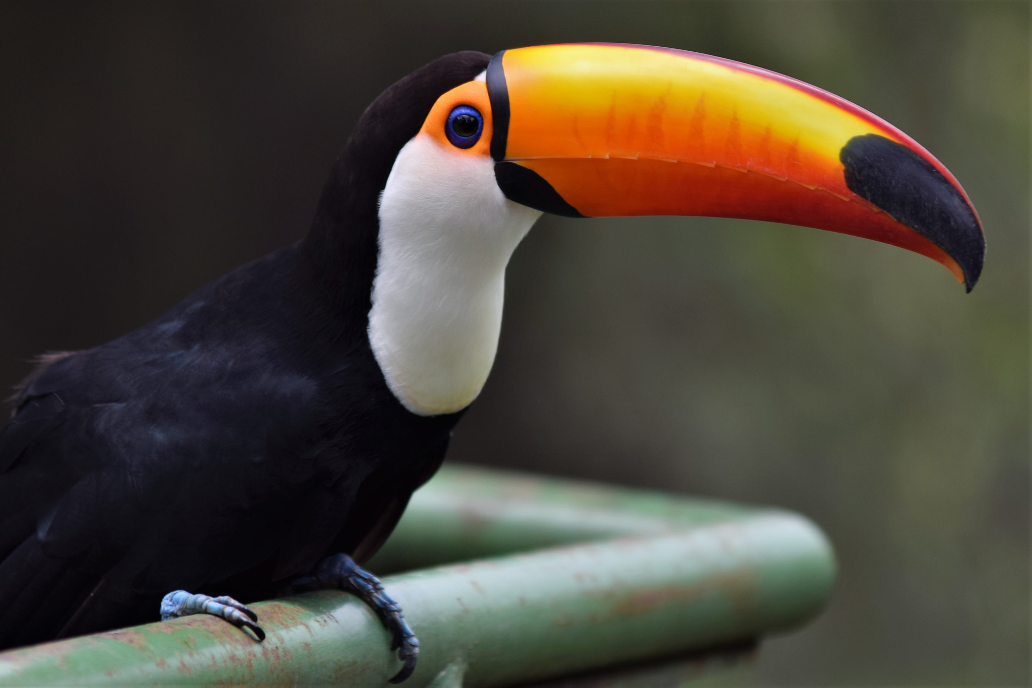 Nikon D3300 sample photo. A colorful toucan photography