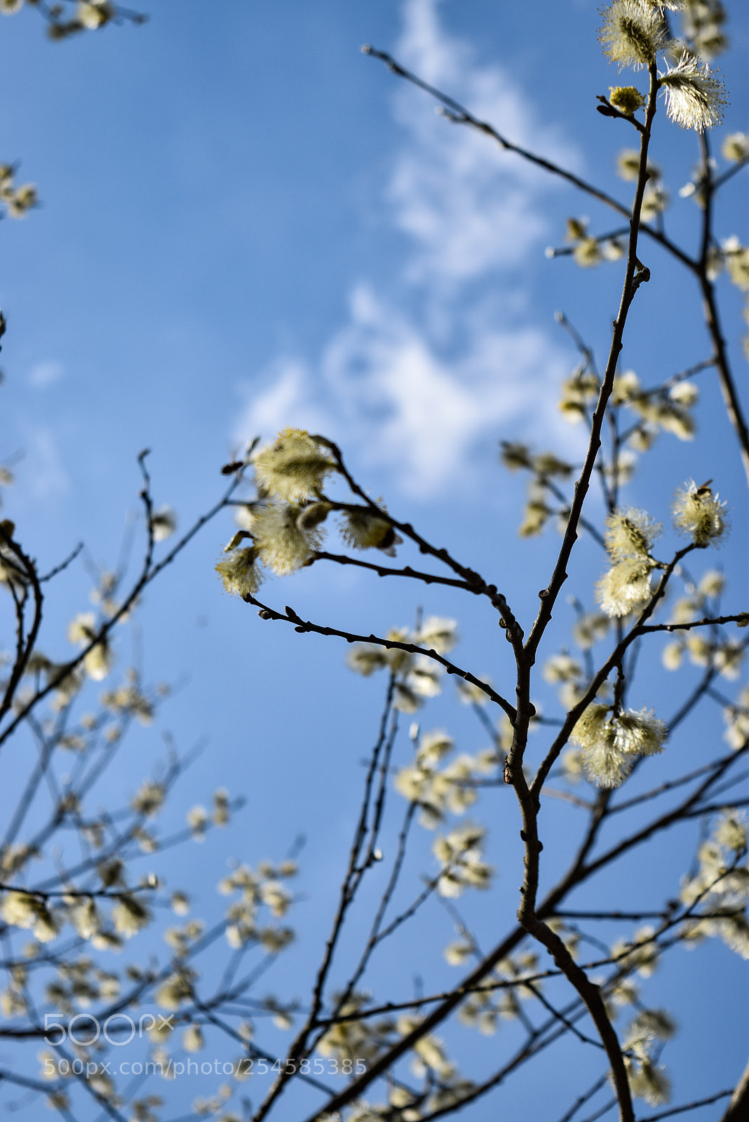 Nikon D3300 sample photo. Spring sky photography