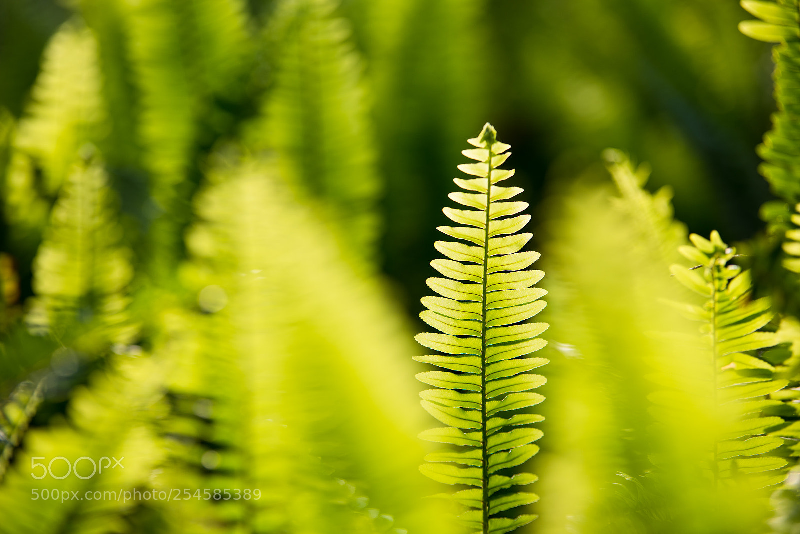 Nikon D810 sample photo. Untitled photography