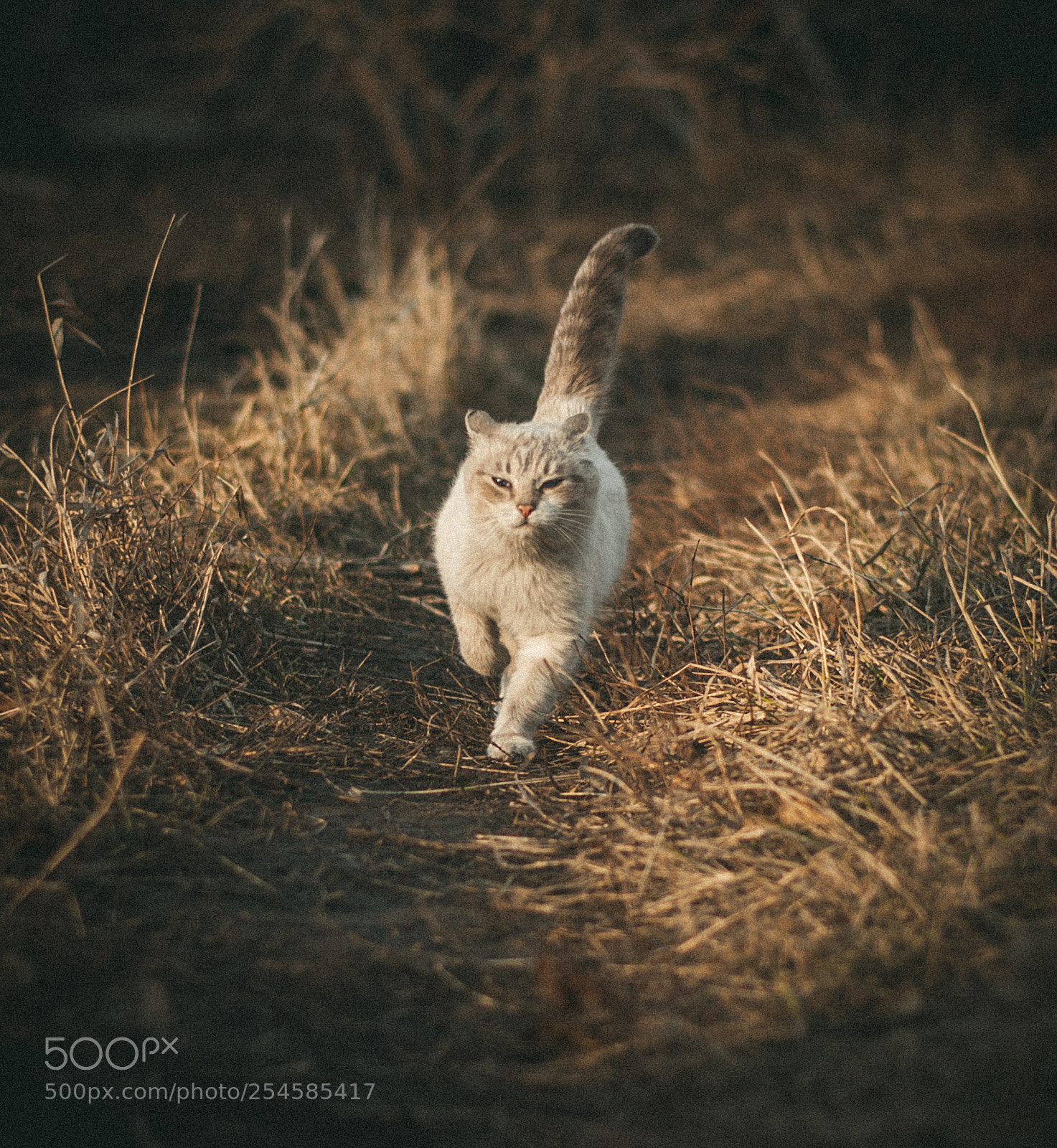Nikon D3000 sample photo. Run cat photography