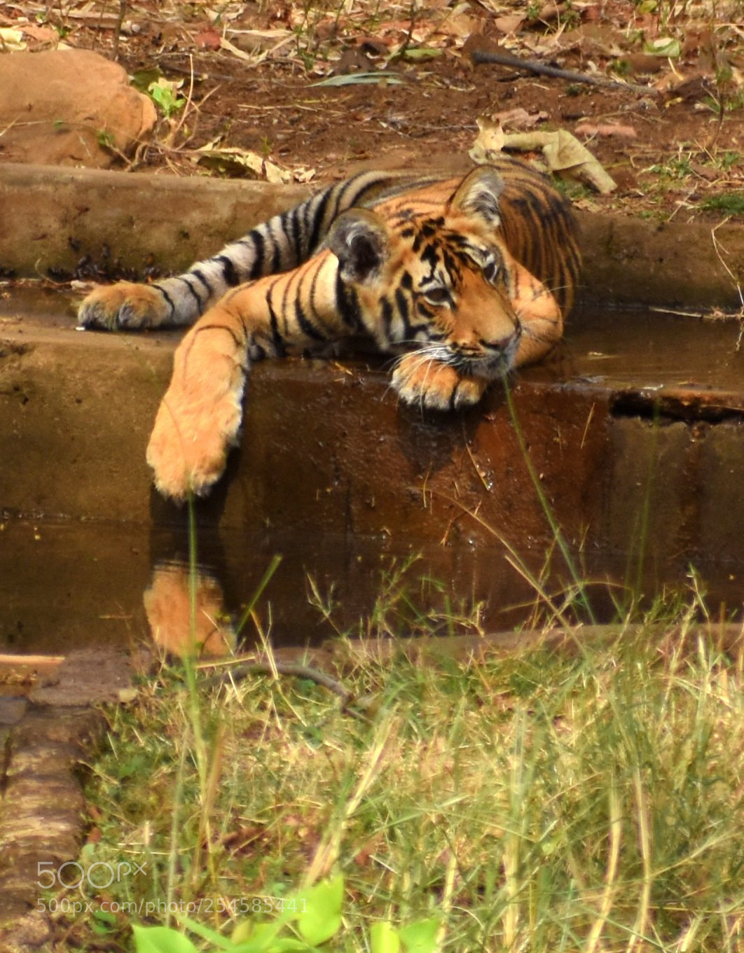 Nikon D7200 sample photo. Cub photography