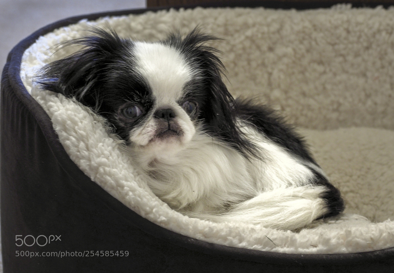 Olympus OM-D E-M1 Mark II sample photo. Tilly photography