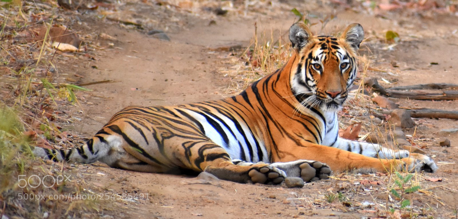 Nikon D7200 sample photo. Tigress photography