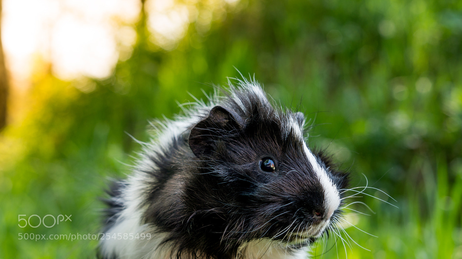 Sony a6300 sample photo. Guinea pigs photography