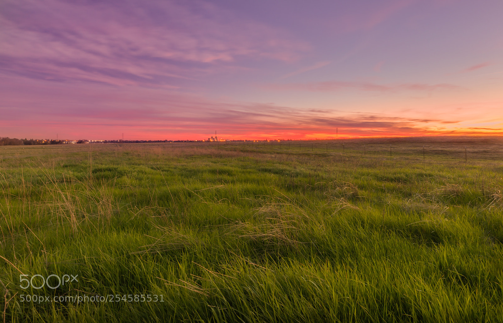 Canon EOS 5D Mark IV sample photo. In the weeds photography