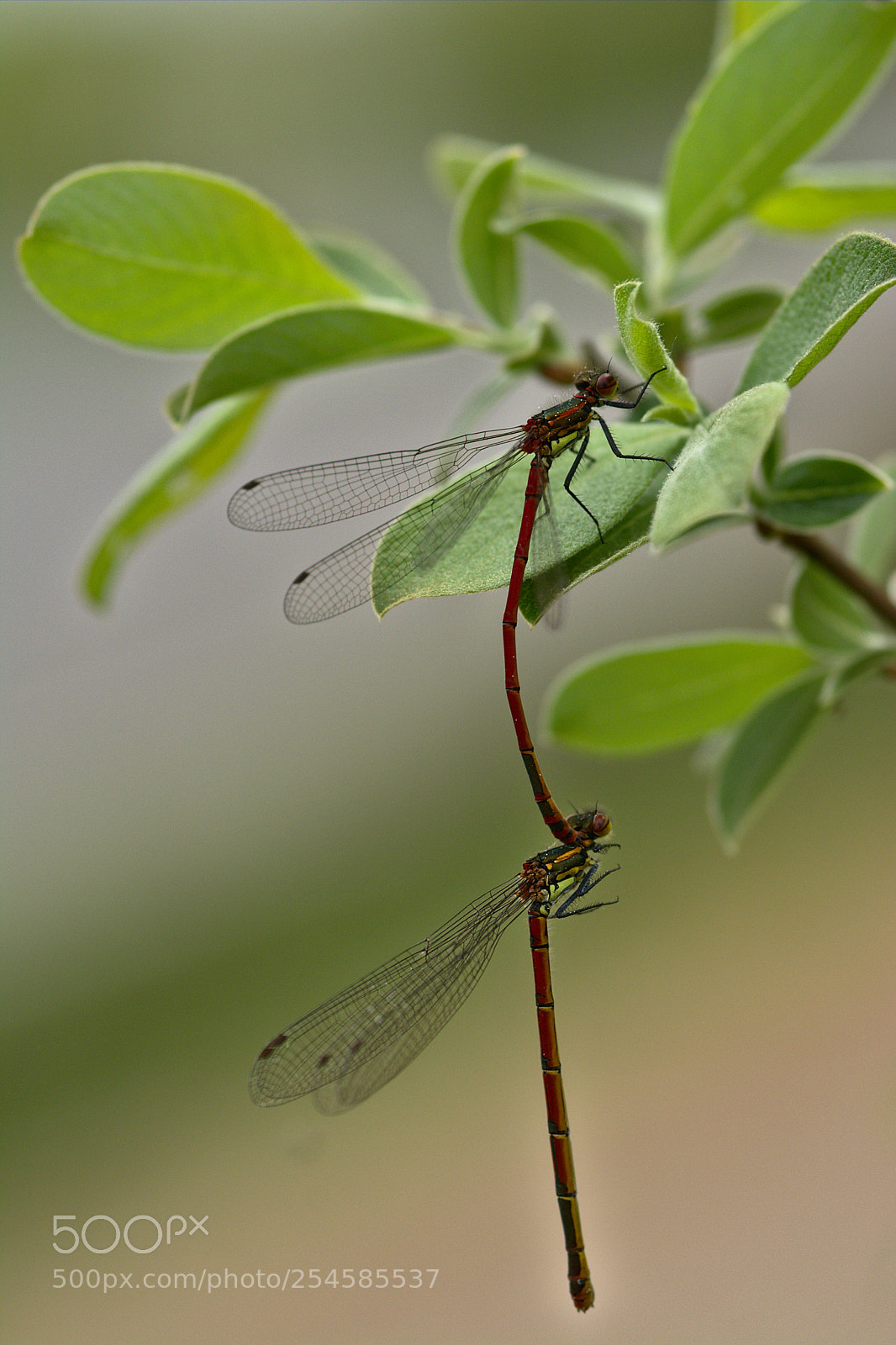 Nikon D7100 sample photo. Petite nymphe au corps photography